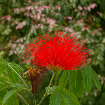 Buy Calliandra Tweedii  ,Red Tassel Flower Plant 