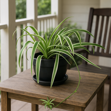 Buy Chlorophytum Ribbon Grass Plant 