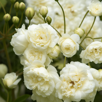 White Rosa Banksiae Plant ( Climbing Rose ), Lady Banks Rose White Flower