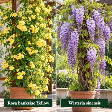 Rosa Bankansea And Wisteria Sinensis Plant Combo