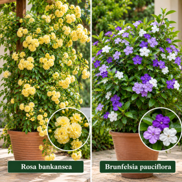  Brunfelsia Pauciflora And Rosa Bankansea Plant Combo