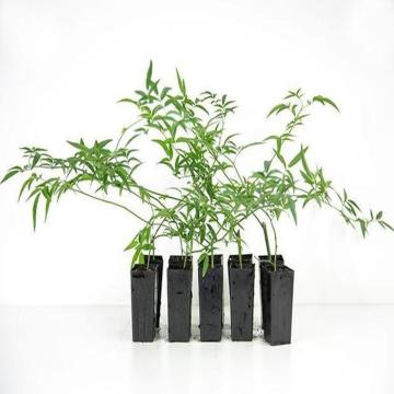 Buy Rosa Banksiae Plant ( Climbing Rose ), Lady Banks Rose Plant 