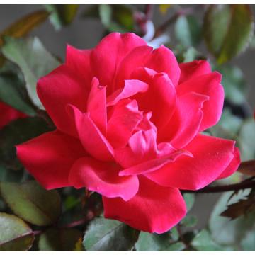 Rosa Hybrida,  Red Rose Plant 