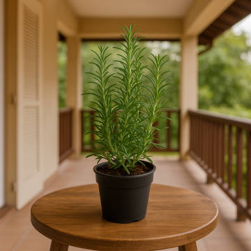 Buy Rosemary ( Salvia Rosmarinus ) Plant