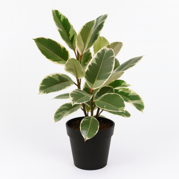 Ficus Elastica ‘Tineke ( Variegated Rubber Plant )