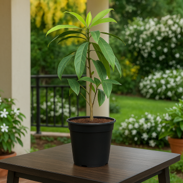 Buy Rudraksha Plant Online ,Elaeocarpus Ganitrus Plant 