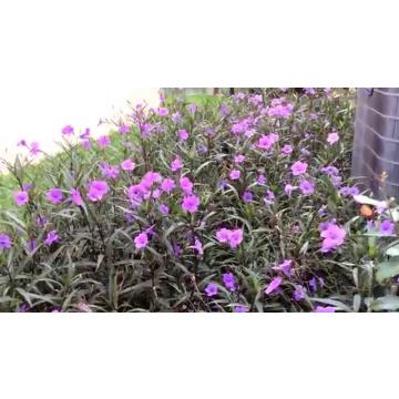 Ruellia Simplex Plant, Wild Petunia Plant For Sale In India