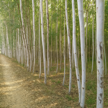 Eucalyptus Hybrida, Eucalyptus , Safeda Plant 