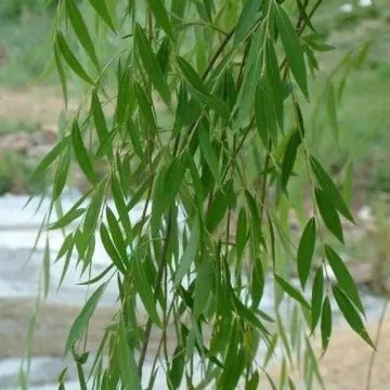 Buy Salix Babylonica, Weeping Willow Plant 