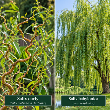 Salix Babylonica And Salix Curly Combo