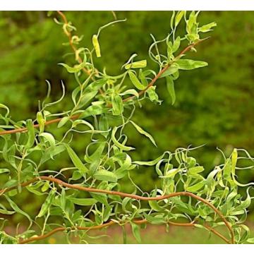 Salix Curly Willow Plant