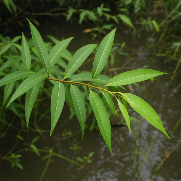 Buy Salix Tetrasperma Plant , Walunj Plant 