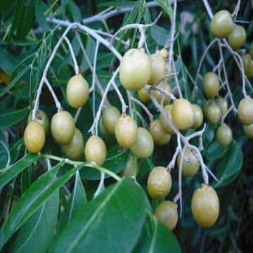 Buy Sapindus Mukorosii, North Indian Soapnut, Ritha Plant 