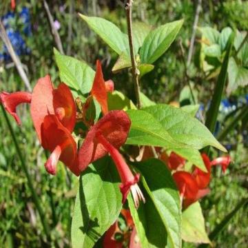 Holmskioldia Sanguinea, Cup And Saucer Plant 