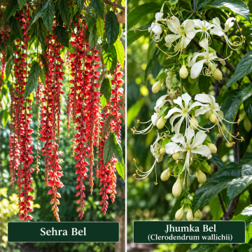 Buy Sehra Bel And Jhumka Bel Combo 