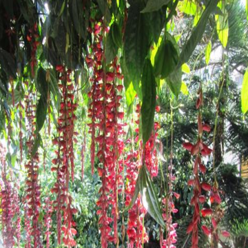 Buy Thunbergia Mysorensis Plant, Sehra Bel Plant