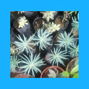 Senecio Vitalis Succulent Plant
