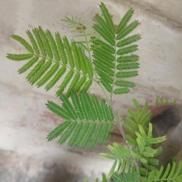 Buy Prosopis Cineraria, Khejari Tree Shami Plant 