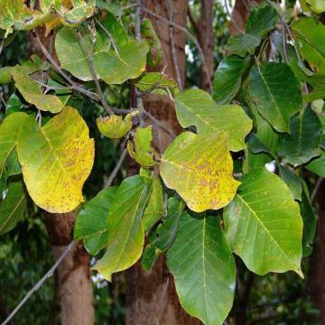 Buy Shorea Robusta Plant, Sal Plant 