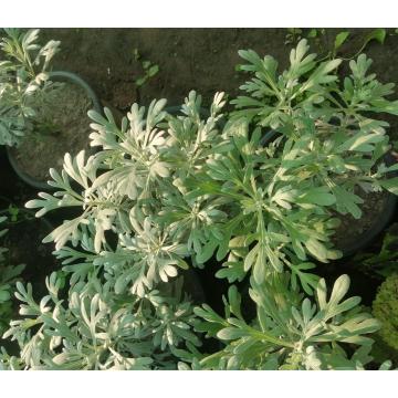 Senecio Cineraria ( Silver Dust Plant )