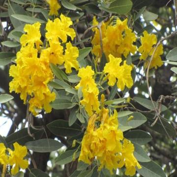 Tabebuia Argentea Plant , Silver Trumpet Tree