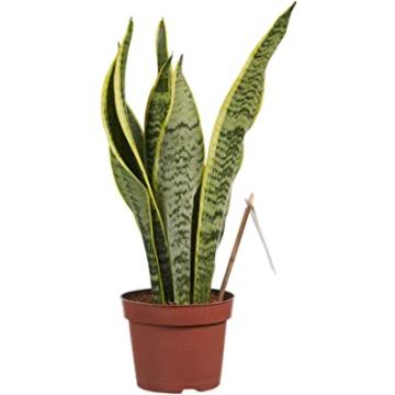 Buy Snake Plant ( Mother In Laws Tongue ) ,  Air Purifier Plant 