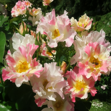 Soaring Spirits Climbing Rose Plant