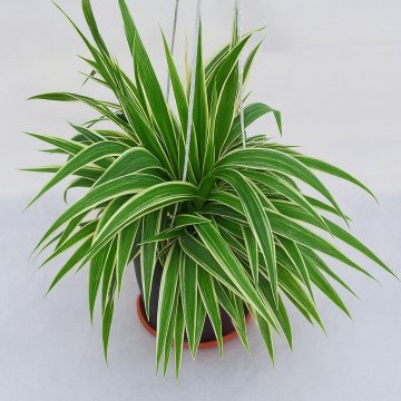 Buy Chlorophytum Comosum Plant, Spider Plant 