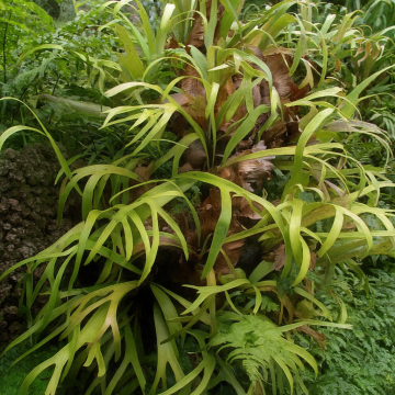 Buy Staghorn Fern Plant, Platycerium Alcicorne Plant 