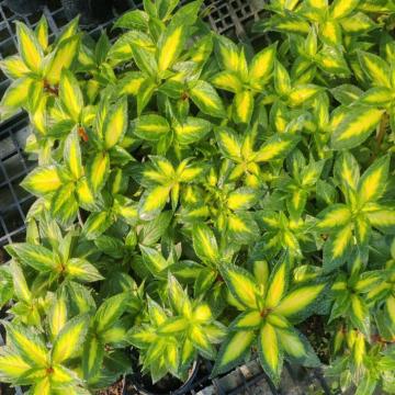 Impatiens  ( Sunpatiens ) Plant - Assorted Color