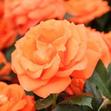 Sunset Orange Creeper Rose Plant