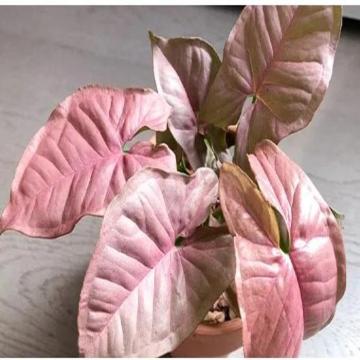 Syngonium Pink , Pink Allusion Arrowhead Plant