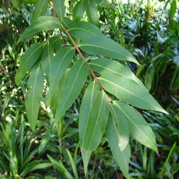 Buy Syzygium Jambos, Malabar Plum , Gulab Jamun Plant 