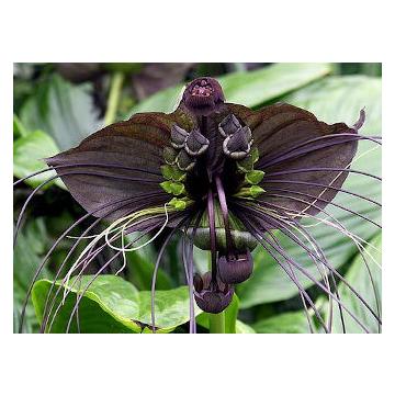 Buy Tacca Chantrieri Bulbs , Black Bat Flower - 3 bulbs