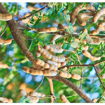 Tamarindus Indica , Imli Plant
