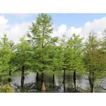 Buy Taxodium Distichum, Bald Cypress Plant