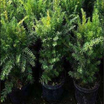 Taxus Baccata – English Yew Plant
