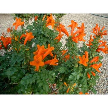 Tecoma Capensis Plant , Cape Honey Suckle Orange Plant