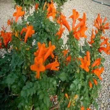 Tecoma Capensis Plant , Cape Honey Suckle Orange Plant