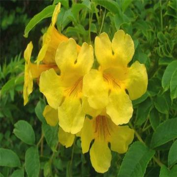 Buy Tecoma Stans, Yellow Bells Plant 