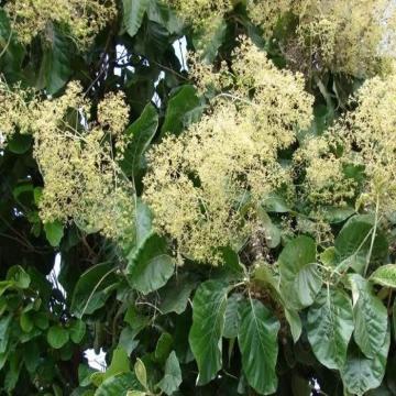 Buy Tectona Grandis, Teak Tree Plant