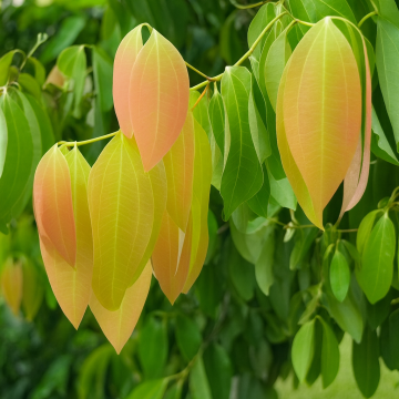 True Cinnamon, Bay Leaf, Tej Patta Plant