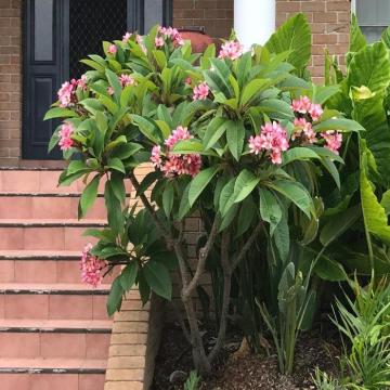 Plumeria Rubra, Temple Tree Plant 