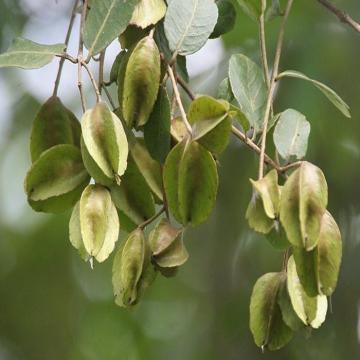 Buy Terminalia Arjuna,  Arjun Plant 