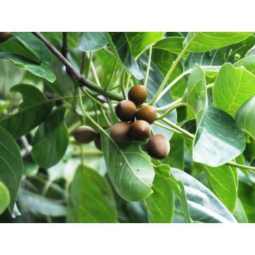 Buy Terminalia Bellerica ( Baheda ) , Belliric Myrobalan Plant 