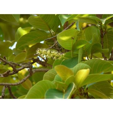 Terminalia Chebula, Chebulic Myrobalan ( Harad ) Plant 