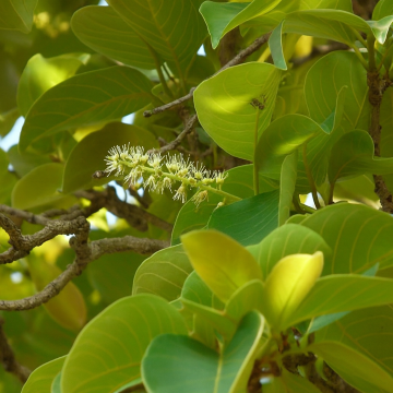 Terminalia Chebula, Chebulic Myrobalan ( Harad ) Plant 