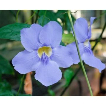 Buy Thunbergia Laurifolia Plant ,Blue Trumpet Vine