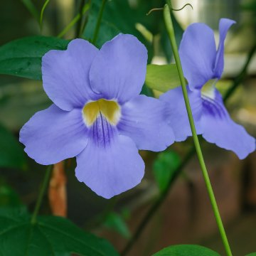 Buy Thunbergia Laurifolia Plant ,Blue Trumpet Vine