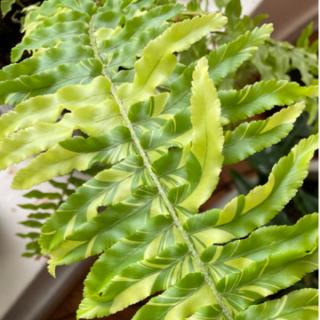 Buy Nephrolepis Exaltata 'Tiger Fern' (Variegated Boston Fern) Plant